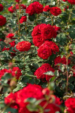 Sonbahar bahçesinde güller