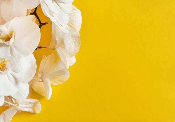 彩色背景上的新鲜白色兰花 — 图库照片