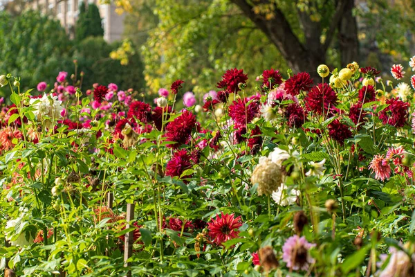 Dalie Nel Giardino Autunnale — Foto Stock