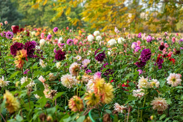 Dalie Nel Giardino Autunnale — Foto Stock