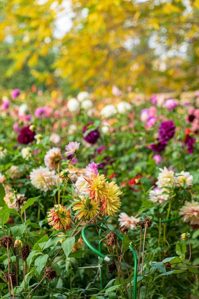 Dalias Jardín Otoño — Foto de Stock