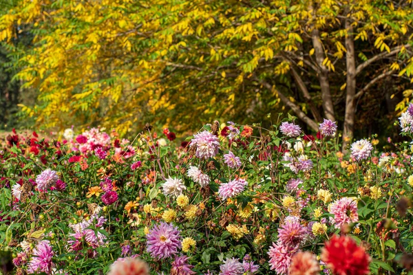정원의 달리아 — 스톡 사진