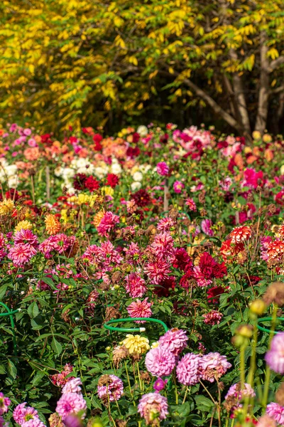 Dalias Jardín Otoño — Foto de Stock