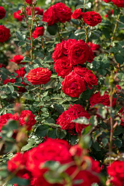 Roses Dans Jardin Automne — Photo