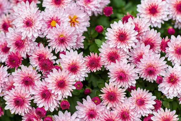 Chrysanthemenblüten Auf Dem Herbstgarten — Stockfoto