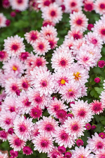 Flores Crisântemo Jardim Outono — Fotografia de Stock