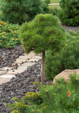 Bahçedeki kozalaklı bitkiler.