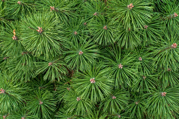 Plantas Coníferas Jardim — Fotografia de Stock