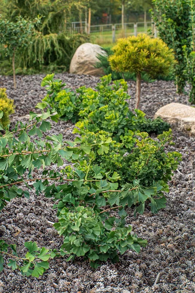 Les Conifères Dans Jardin — Photo