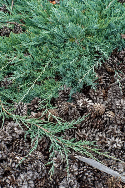 庭にある針葉樹の植物は — ストック写真