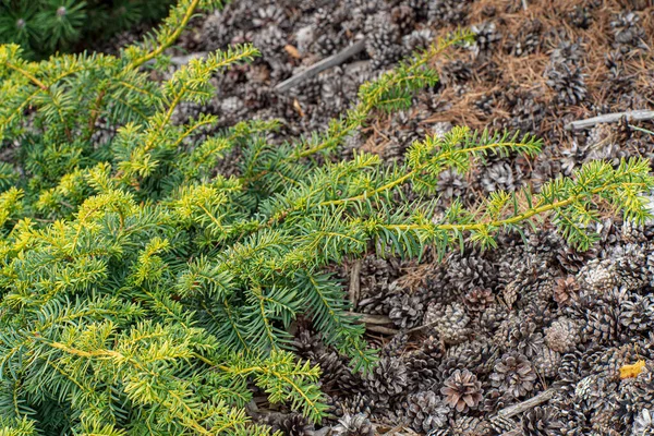 Piante Conifere Giardino — Foto Stock