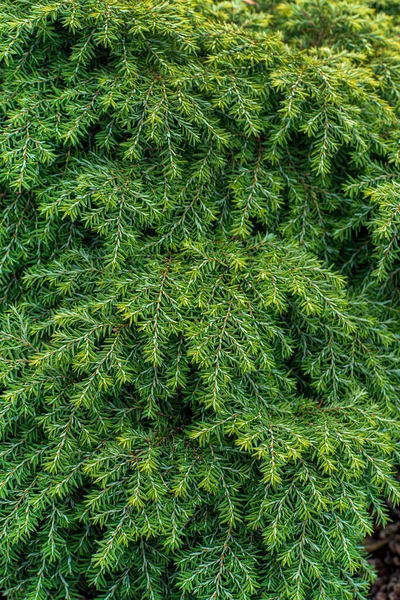 Plantas Coníferas Jardim — Fotografia de Stock