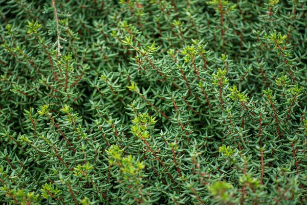 庭にある針葉樹の植物は — ストック写真