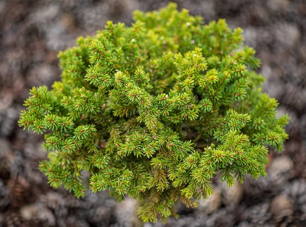 Nadelgehölze Garten — Stockfoto