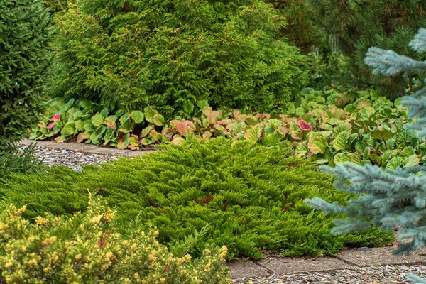 Coniferous Plants Garden — Stock Photo, Image