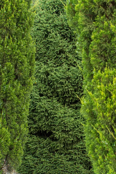 Naaldbomen Tuin — Stockfoto