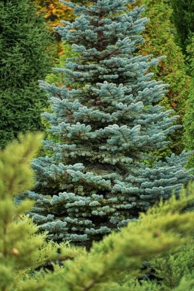 Coniferous Plants Garden — Stock Photo, Image