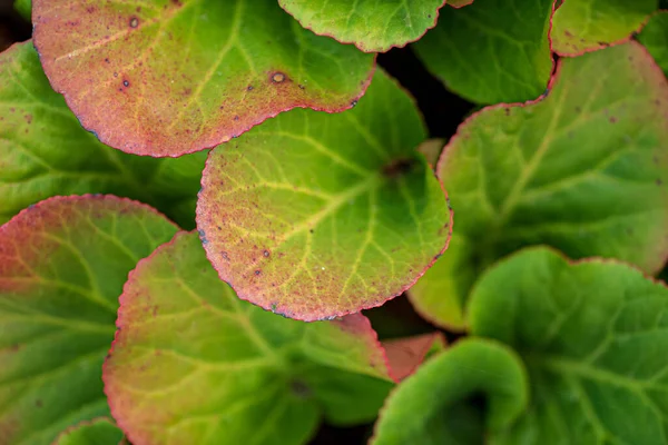 Herfst Bergenia Bladeren Textuur Macro — Stockfoto