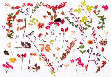 Sonbahar bitkileri beyaz sırtüstü