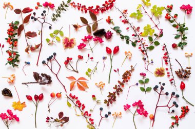 Sonbahar bitkileri beyaz sırtüstü