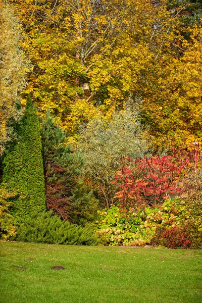 Jardin Automne Avec Beaux Arbres — Photo