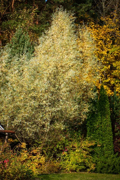 Jesienny Ogród Ładnymi Drzewami — Zdjęcie stockowe