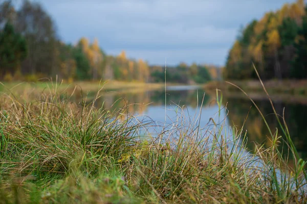 Paysage Automne Avec Belles Plantes — Photo