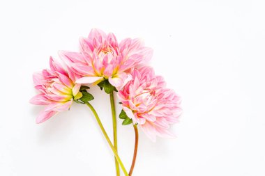  Taze yıldız çiçeği, üst manzara.