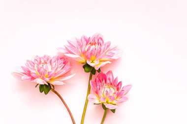  Taze yıldız çiçeği, üst manzara.