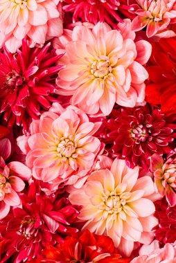  Taze yıldız çiçeği, üst manzara.