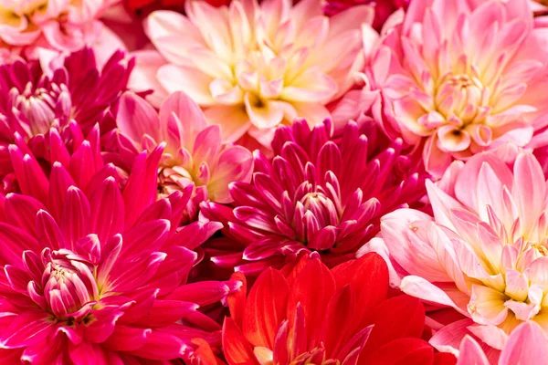 Taze Yıldız Çiçeği Üst Manzara — Stok fotoğraf