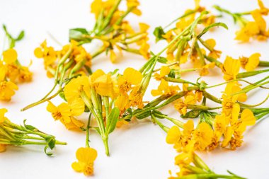 Beyaz arka planda Meksika kadife çiçeği