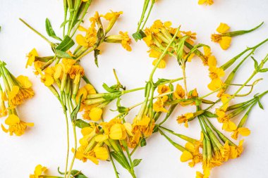 Beyaz arka planda Meksika kadife çiçeği