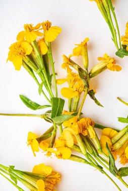 Beyaz arka planda Meksika kadife çiçeği