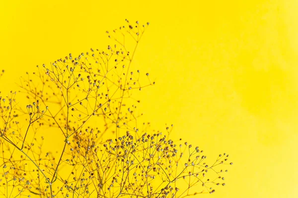 Sarı Arka Planda Kurumuş Bitki — Stok fotoğraf