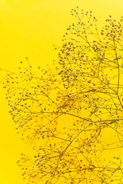 dried plant on the yellow background