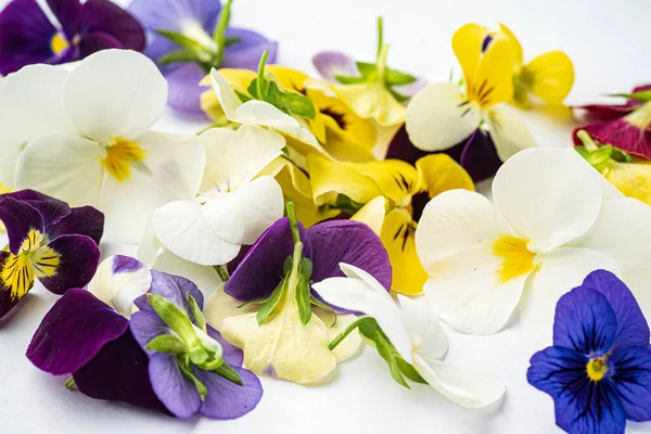 Viola Fiori Sullo Sfondo Bianco — Foto Stock