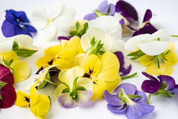 Viola Fiori Sullo Sfondo Bianco — Foto Stock