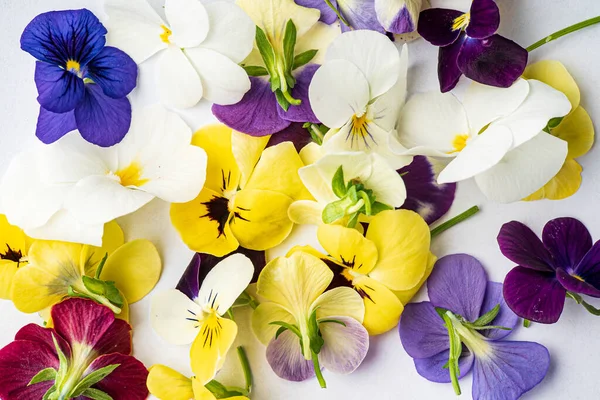 viola flowers on the white background