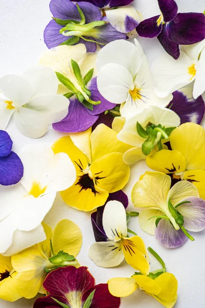 Βιόλα Λουλούδια Στο Λευκό Φόντο — Φωτογραφία Αρχείου