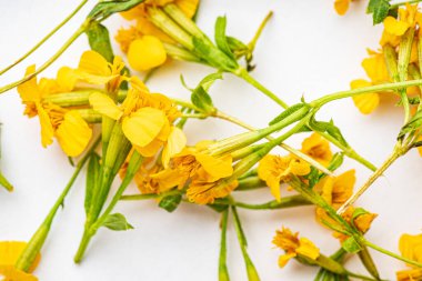 Beyaz arka planda Meksika kadife çiçeği