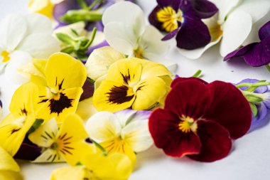 Beyaz arka planda viyola çiçekleri