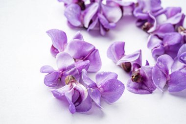 Beyaz arka planda armut çiçekleri