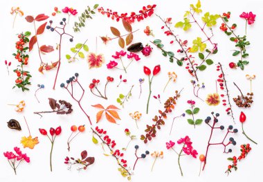 Sonbahar bitkileri beyaz sırtüstü