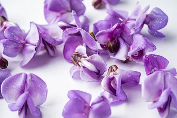 Pear Flowers White Background — Stock Photo, Image