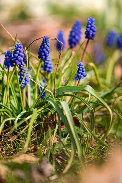 Muscari Blommor Trädgården — Stockfoto