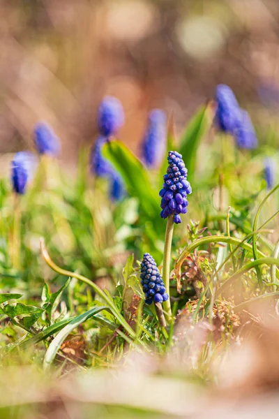 Muscari Virágok Kertben — Stock Fotó