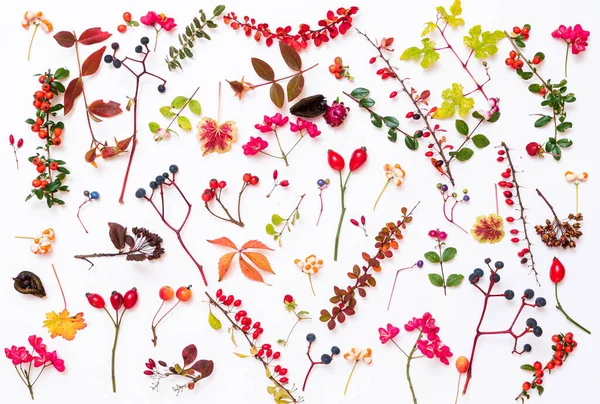 Autumn Plants White Backgroun — Stock Photo, Image