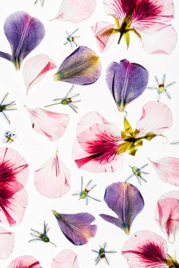 Beyaz arkaplanda çiçekler