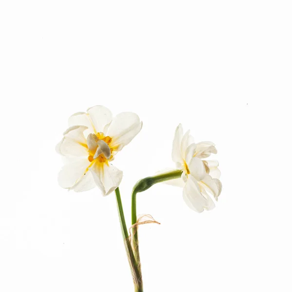 Fleurs Sur Fond Blanc — Photo